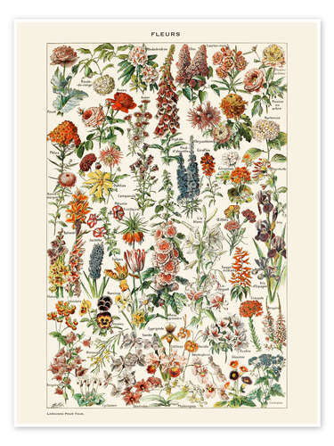 Flowers I (French) Flowers I (French)