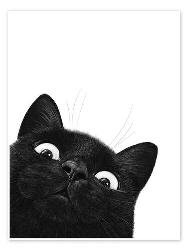Funny Black Cat