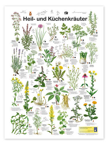 Medicinal and culinary herbs (German)