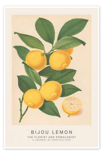 The Florist and Pomologist - Bijou Lemon