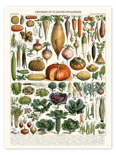 Vegetables and Legumes (French)